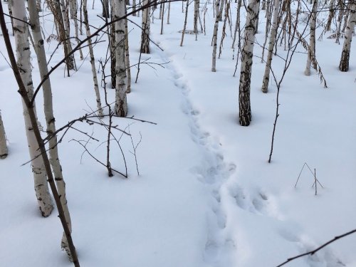 За зайчиком