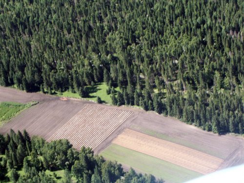 Елки хватит на всех.