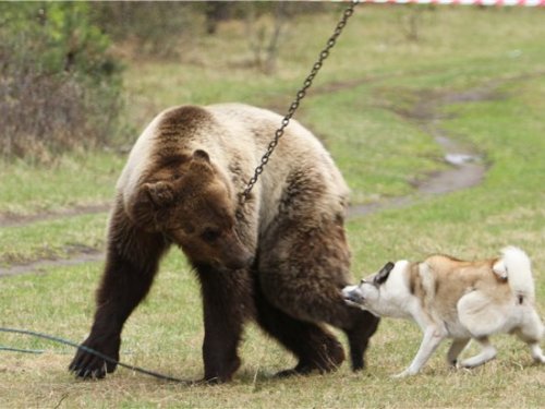 Президент России подписал закон об усилении ответственности за жестокое обращение с животными