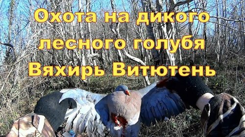 Охота на дикого лесного голубя Вяхирь Витютень 28 12 17 г