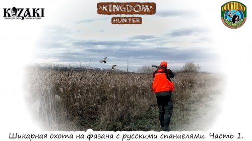 Шикарная охота на фазана с русскими спаниелями. Часть 1