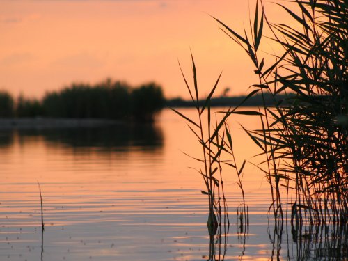 "Охота" на сома.