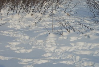 Федька, Шарик и Косой.