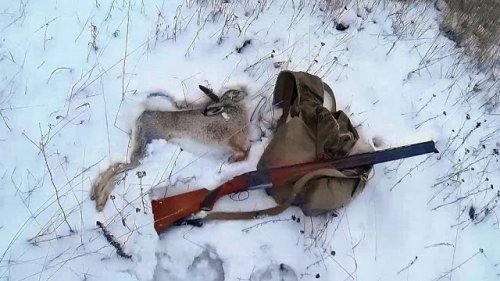Охота на зайца троплением после пороши