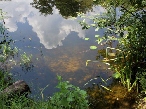 Река Псёл, Курская область