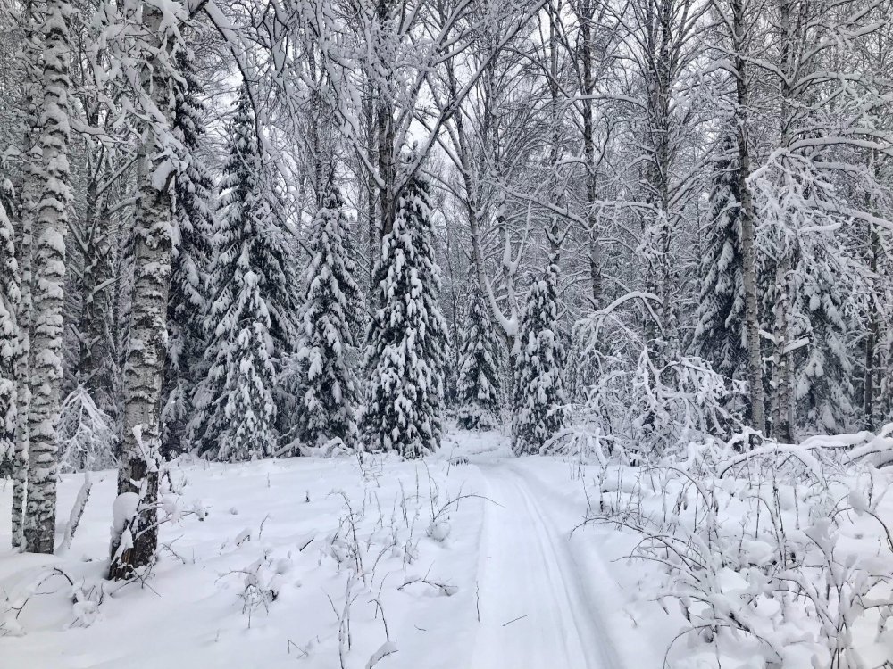 Новогодний лес