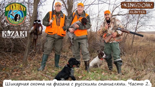 Шикарная охота на фазана с русскими спаниелями.  Часть 2