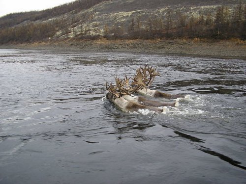 Северный олень.