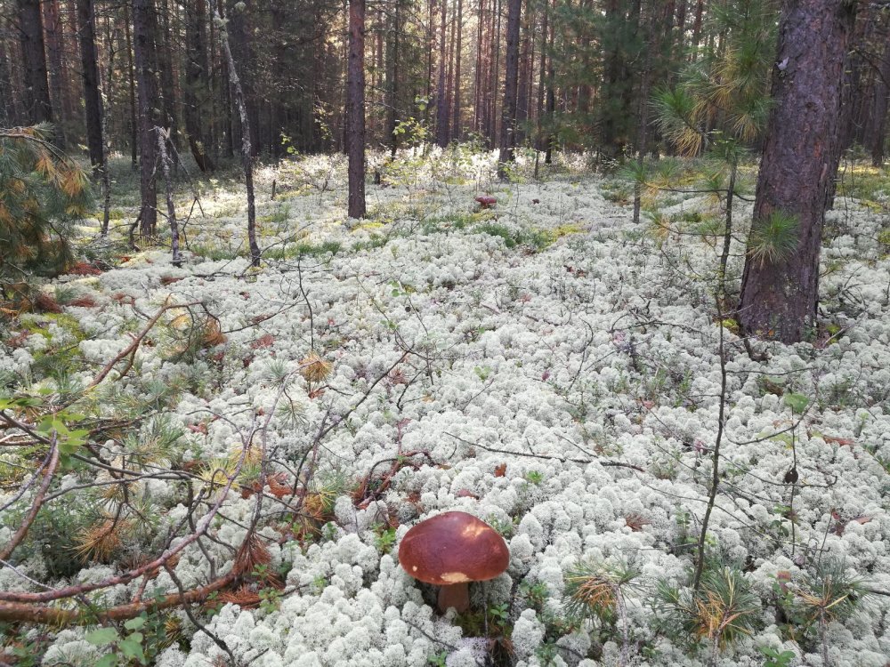 Летний снег