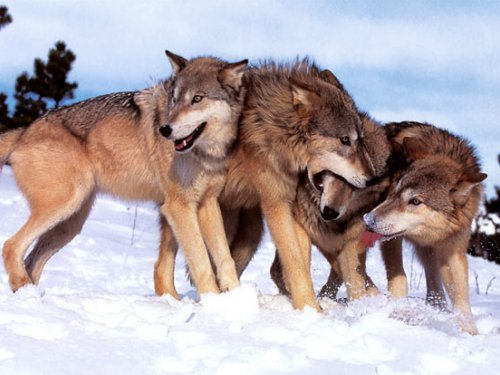 В Хакасии ситуация с волками на контроле