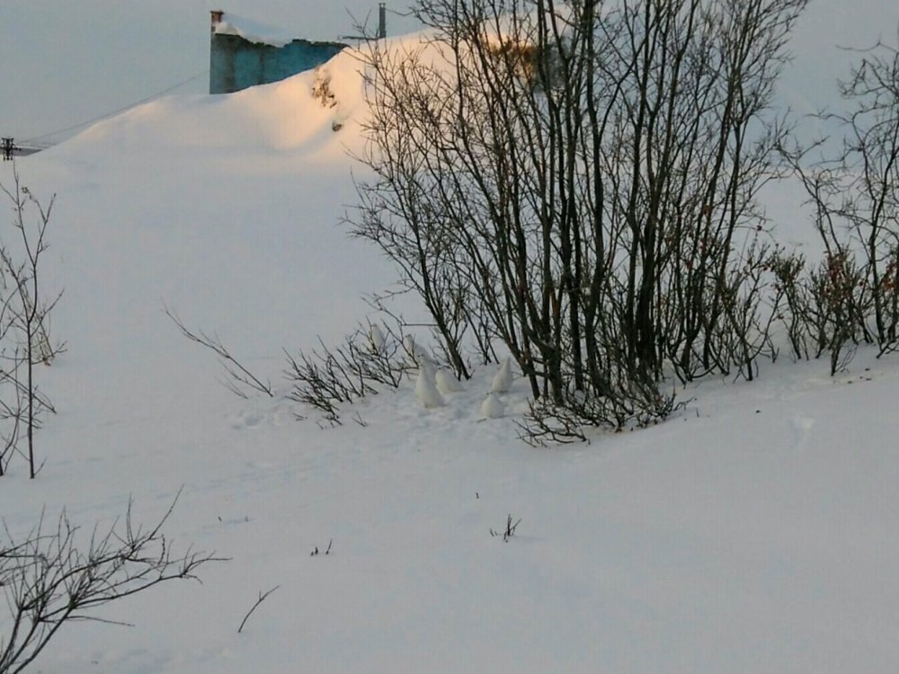 Куры в городе!!!