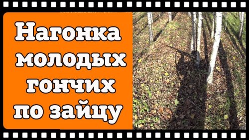 Видео с нагонки молодых русских гончих по зайцу. Задача дать собакам попробовать зайца на зубок.