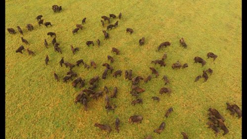 Зубры в дикой природе. European bison.