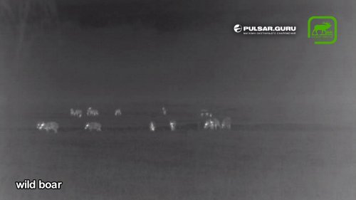Неожиданная встреча со стадом кабанов в Беларуси ночью