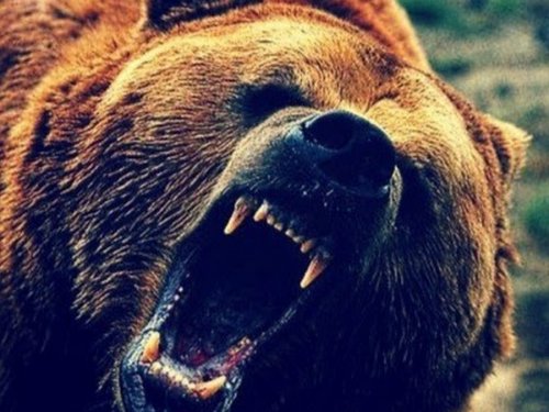 Добыча бурых медведей на территории Томской области