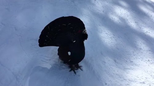 Глухарь продолжение тока часть 2 . Австрия видео друга.