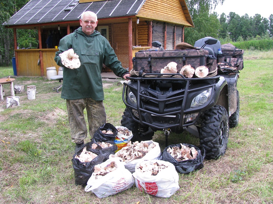 Таёжные грузди