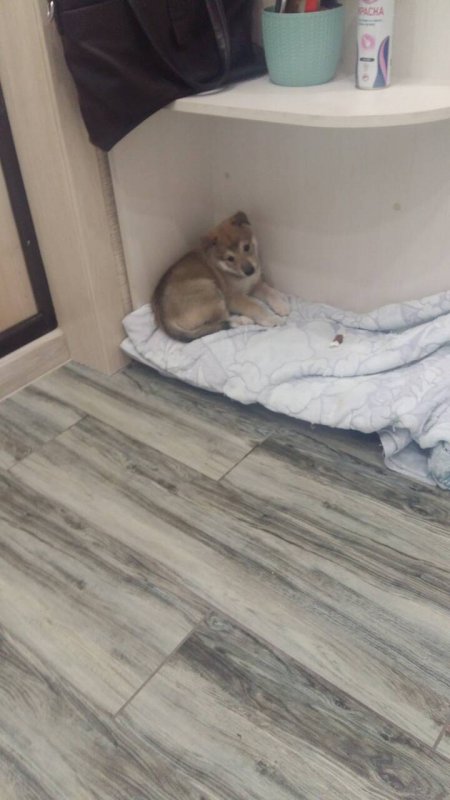 пополнение лзс Буря