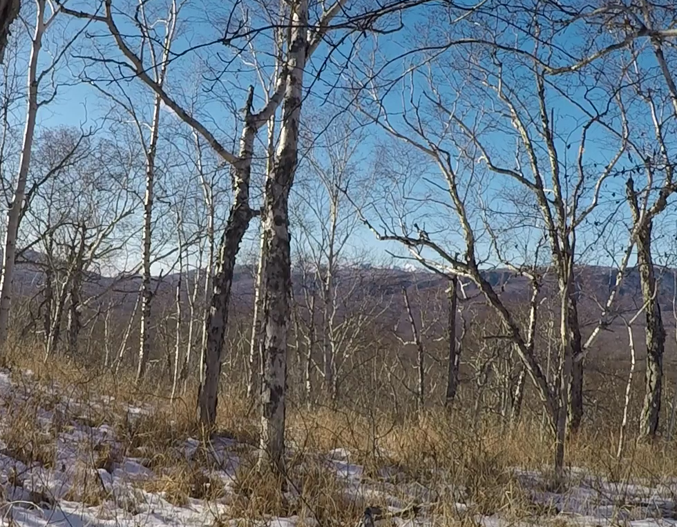 Камчатский глухарь
