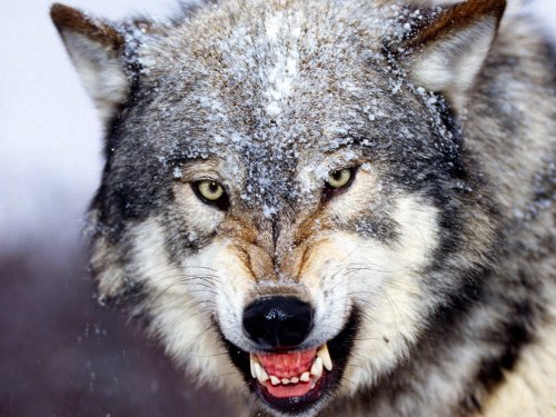 Охота на волков в Усть-Коксинском районе