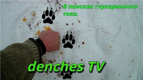 В поисках глухариного тока. Искал следы глухаря а нашел волчьи.