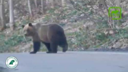 Медведи гуляют по дороге #2 Вести из леса 12.04.18