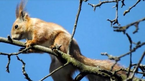 Утренняя прогулка белки. A squirrel walks