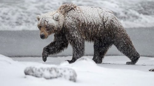 Медведь отомстил охотникам прямо… в чайник