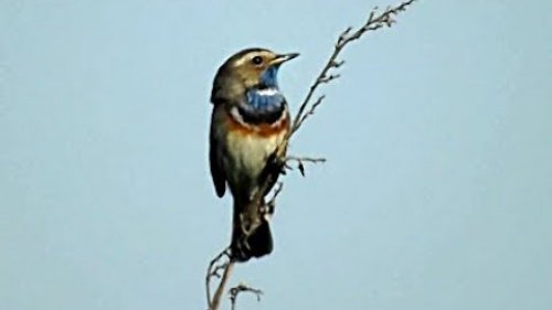 Варакушка. Утренний концерт. Bluethroat.