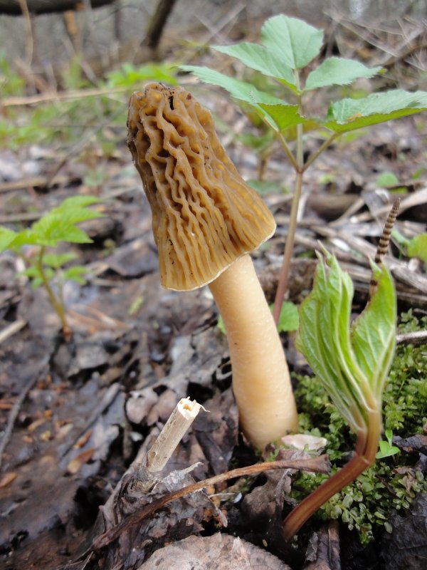 Весенний гриб (сморчок)