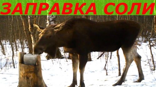 Солонцы, заправка солью 2018