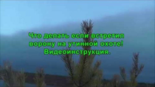 Видеоинструкция что делать с вороной на утиной охоте!