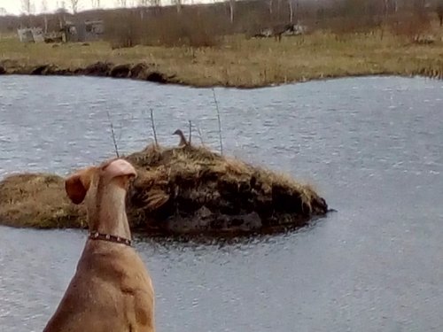 Дуэль взглядов и нервов