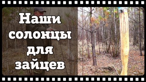 Солонец для зайца. Как его сделать и чем он поможет в охоте.