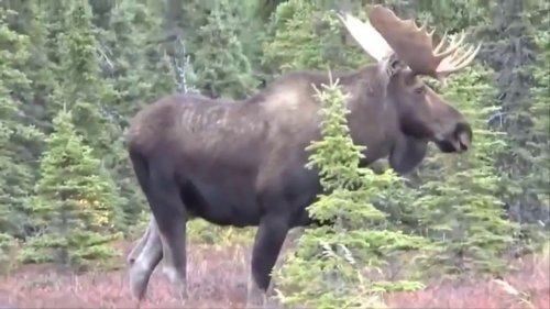 Об охоте на лося. Охота на реву. Moose hunting