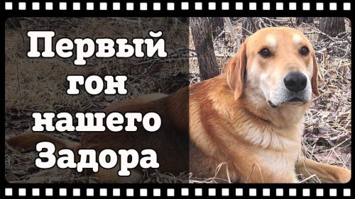 Русская гончая по кличке "Задор". Работа по зайцу беляку.