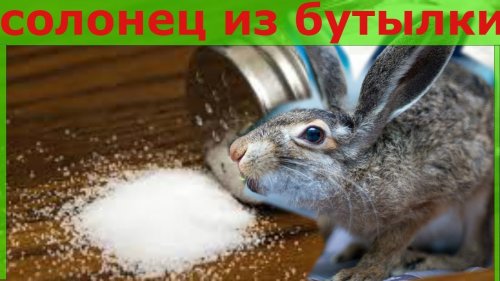 Солонцы для зайца