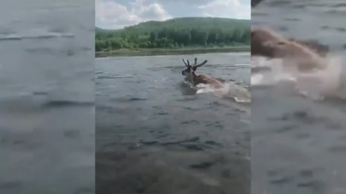 На реке Витим под Бодайбо мужики на лодке пытались утопить оленя.