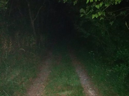 Лесная дорога к реке ночью.