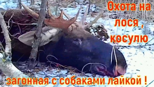 Охота на лося и косулю загонная с собаками лайкой
