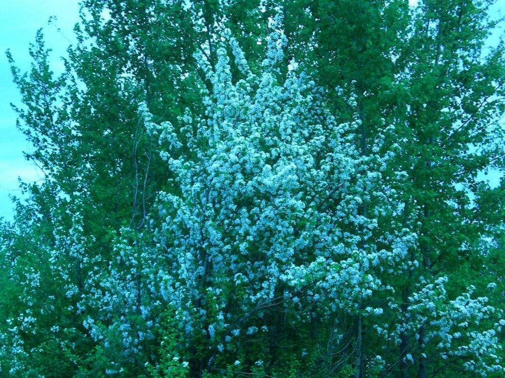 весна