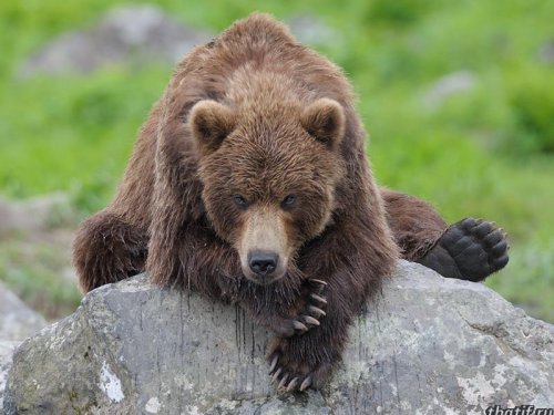 Начинается выдача разрешений на добычу бурых медведей