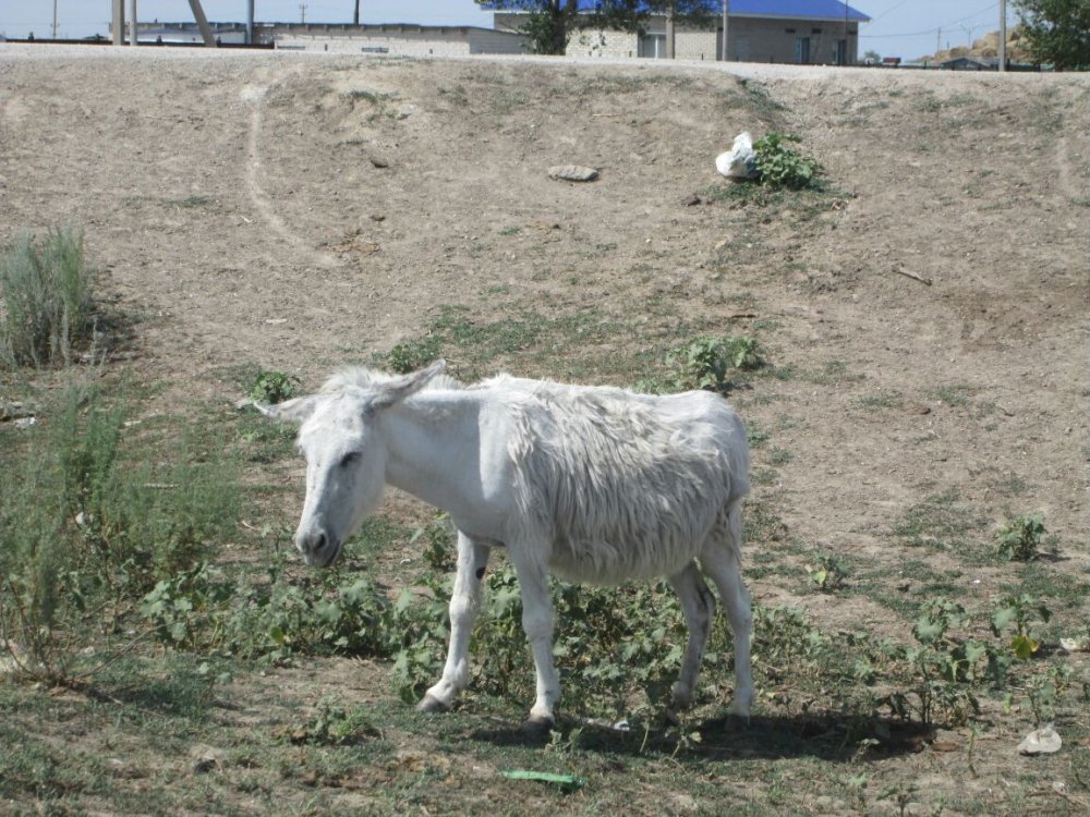 Были И Мы Рысаками