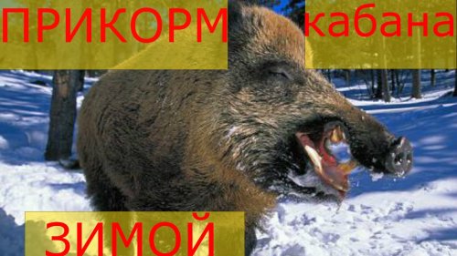 Как привадить кабана зимой? Как сохранить поголовье кабана зимой.