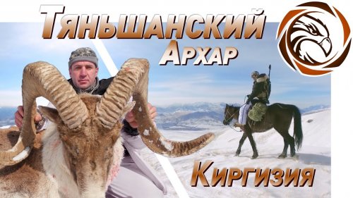 ГОРНАЯ ОХОТА НА ТЯНЬШАНСКОГО АРХАРА (Mountain hunting in Kyrgyzstan)