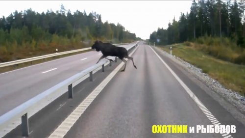 ВНИМАНИЕ!! Лось!