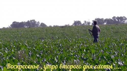 СКОРО Открытие охоты на перепёлку и голубя 20 08 2018 г  Часть № 3 Заключительная