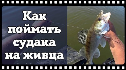 Как поймать судака на живца. Очень эффективная снасть.