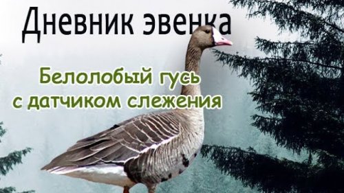 Белолобый гусь со спутниковым передатчиком.//White-fronted goose with satellite transmitter.