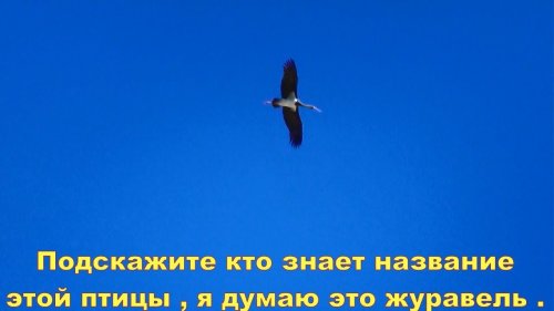 Подскажите кто знает название этой птицы , я думаю это журавель